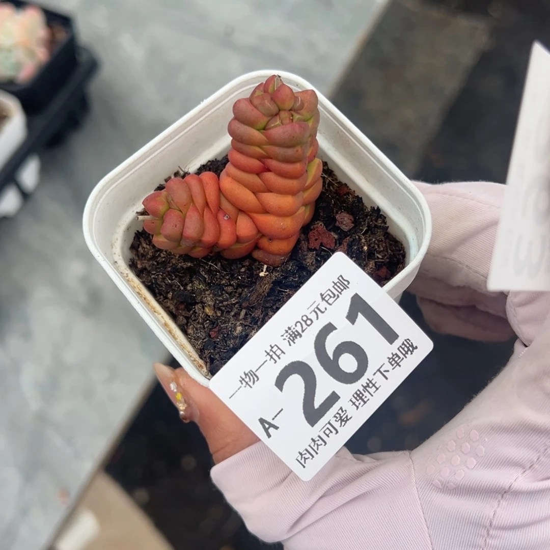 寿无限多肉多肉多肉多肉