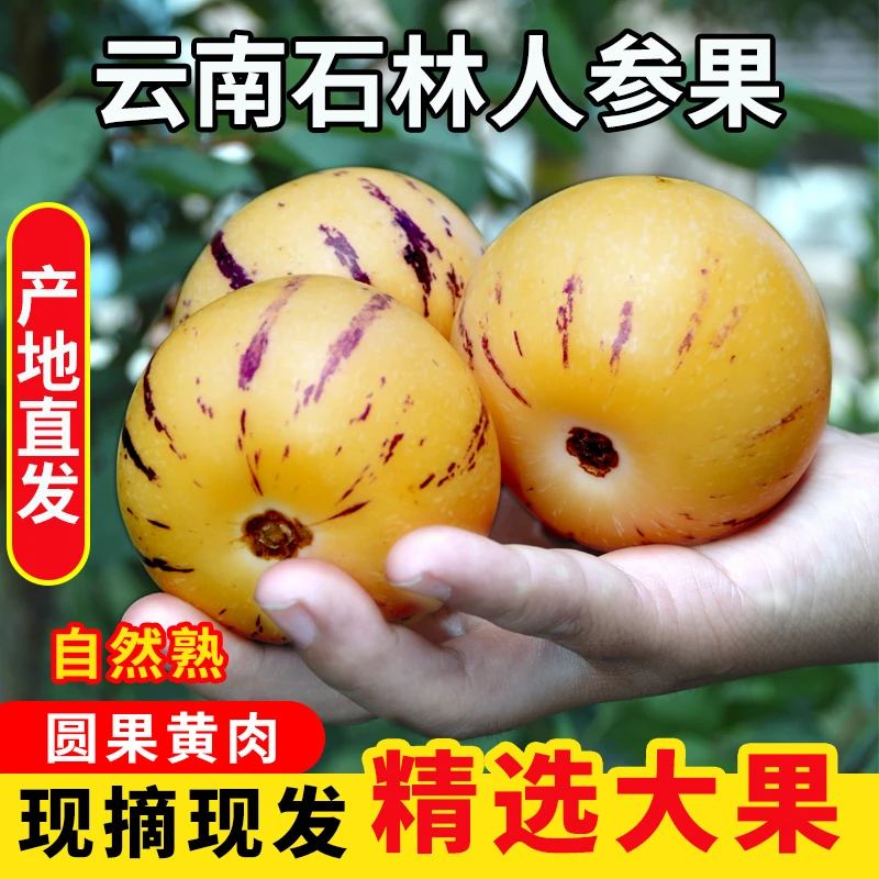 【树上熟·特大果】云南石林人参果黄肉圆果低糖孕妇新鲜水果坏果赔