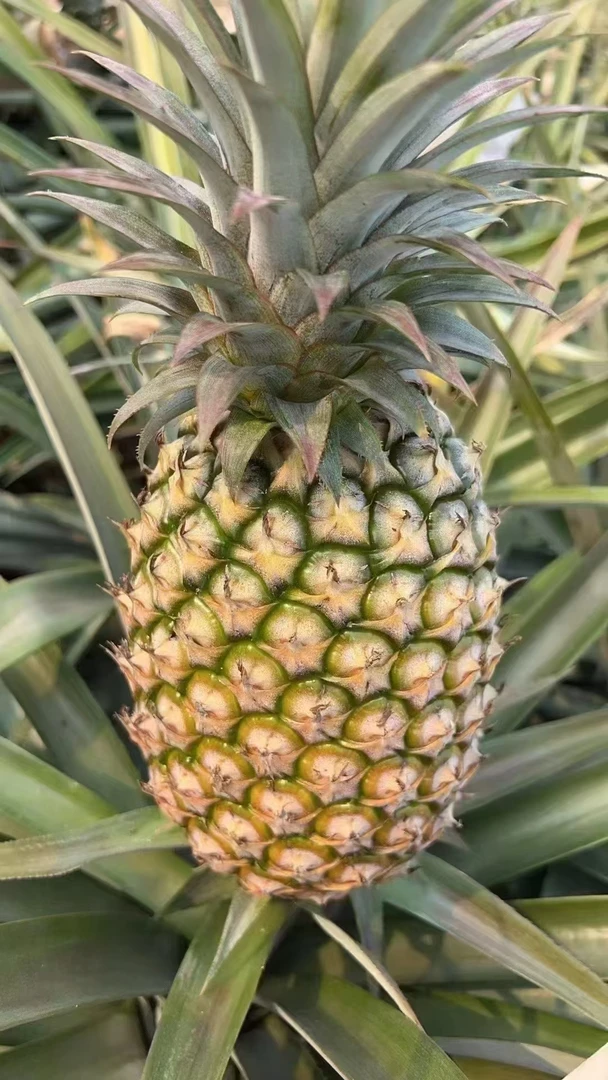 送礼佳品！徐闻原产地新鲜采摘金钻17号凤梨！无需泡水！大果！大果！