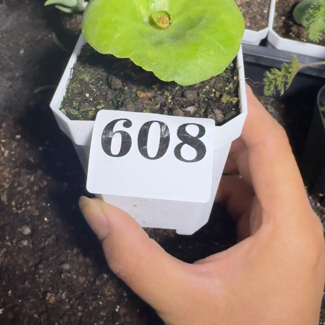 小酒杯多肉植物一物一拍