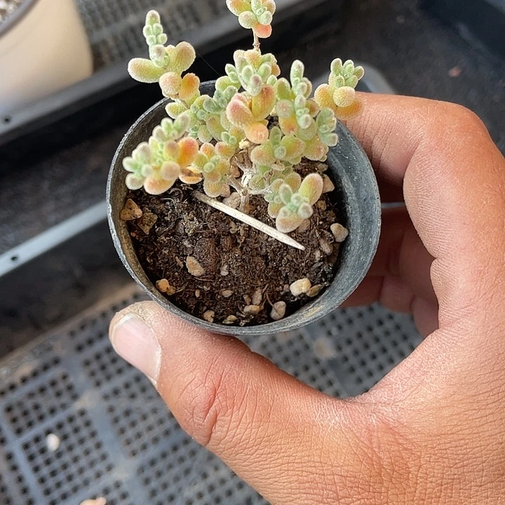 靓***姐优惠优惠冰晶枝干番杏