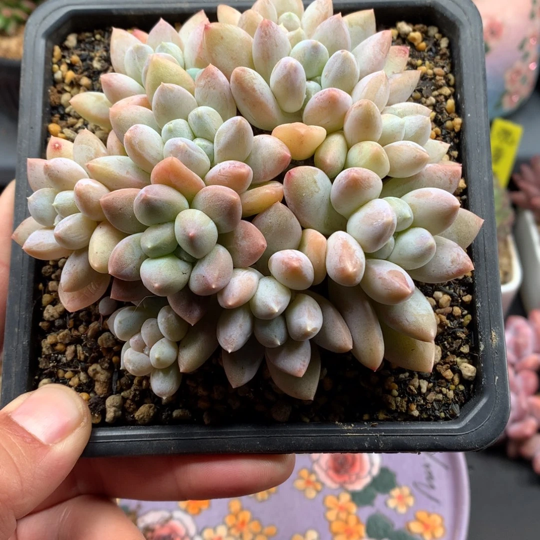 我们家的小仙女们