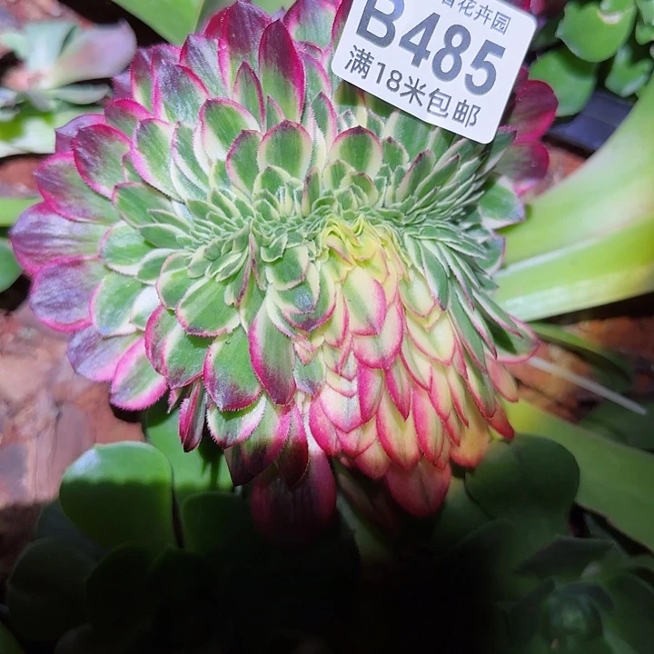 多肉法师缀化朵朵