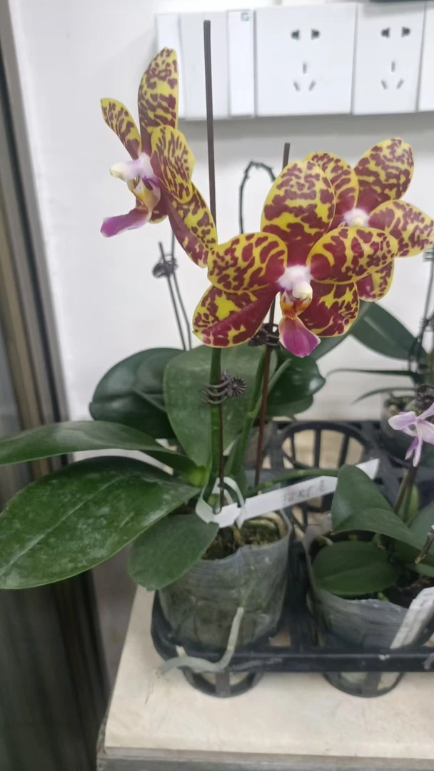 原生种蝴蝶兰带花苞单双剑开花株家庭年宵花室内盆栽带花真花植物