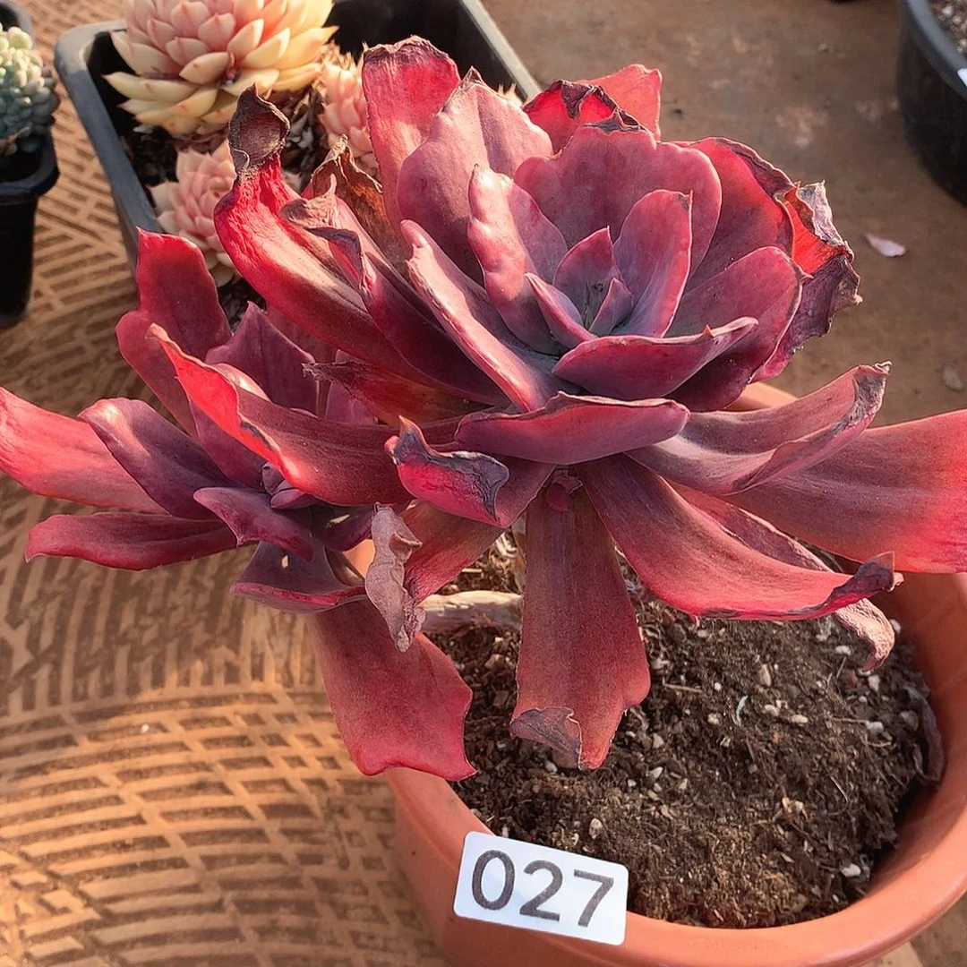 027钻石锦一物一拍多肉