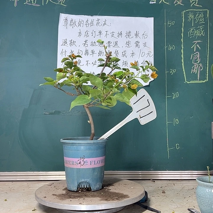 当前无花栽培后可以开花柠檬黄  171