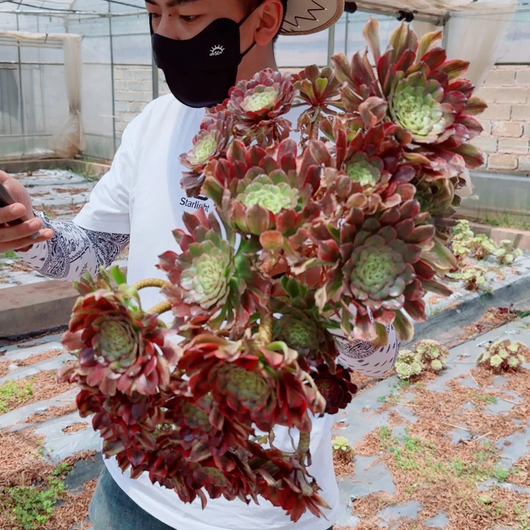 拍一发二法师残次品处理不包断枝