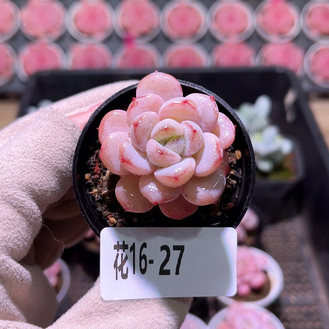 花利美16-27星星雪