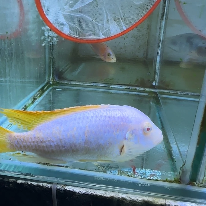 ℳ***⁰慈鲷鱼73号号1111111111