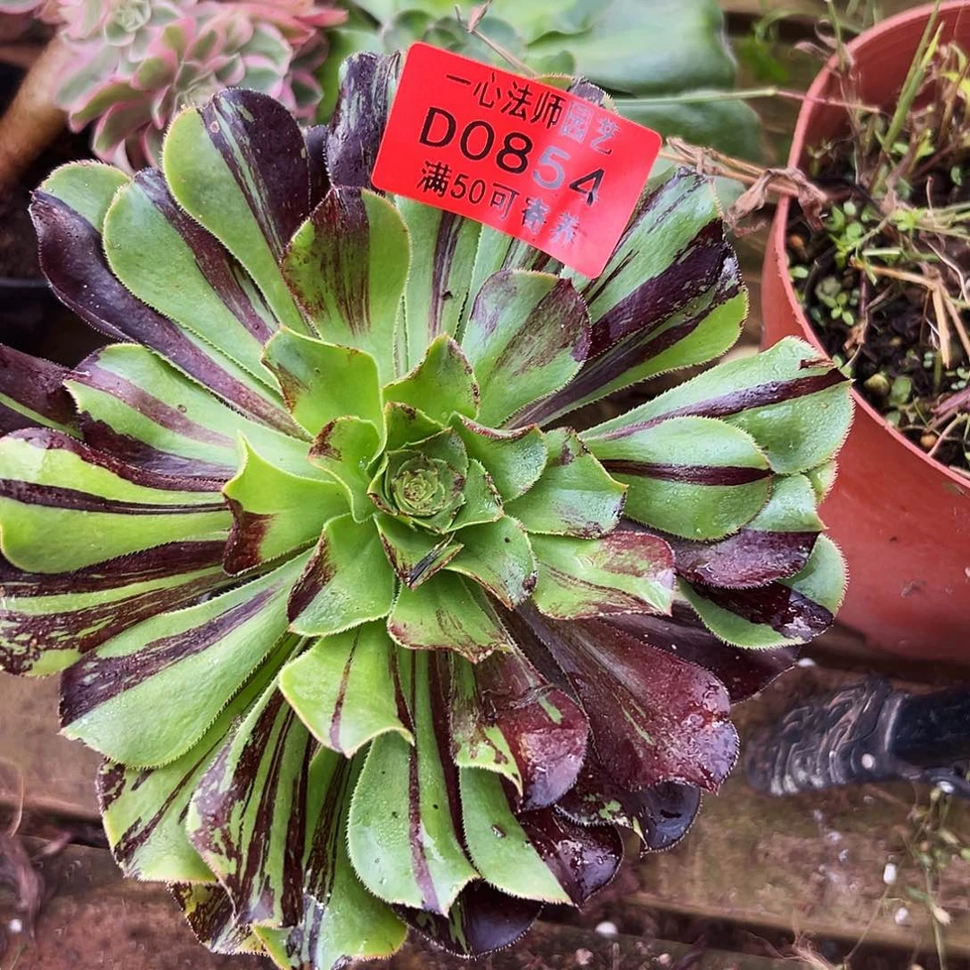 0854多肉植物水墨丹青