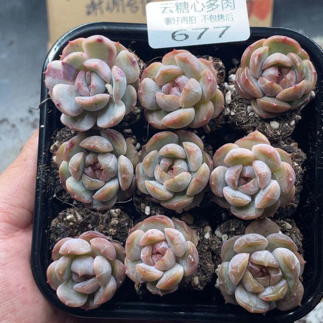 云糖心多肉植物677