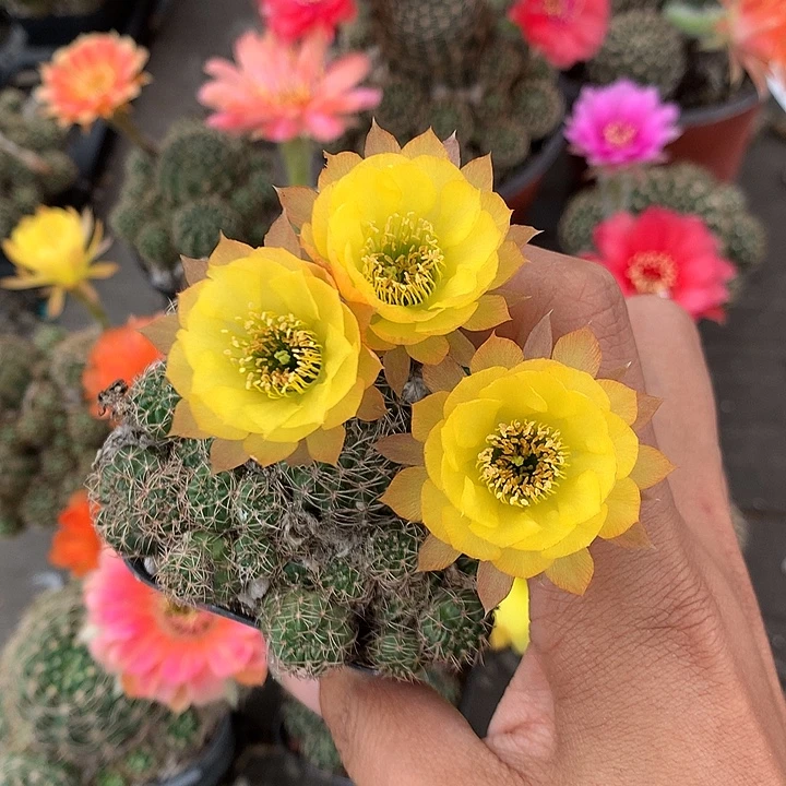 949 侧芽自根丽花6厘米盆
