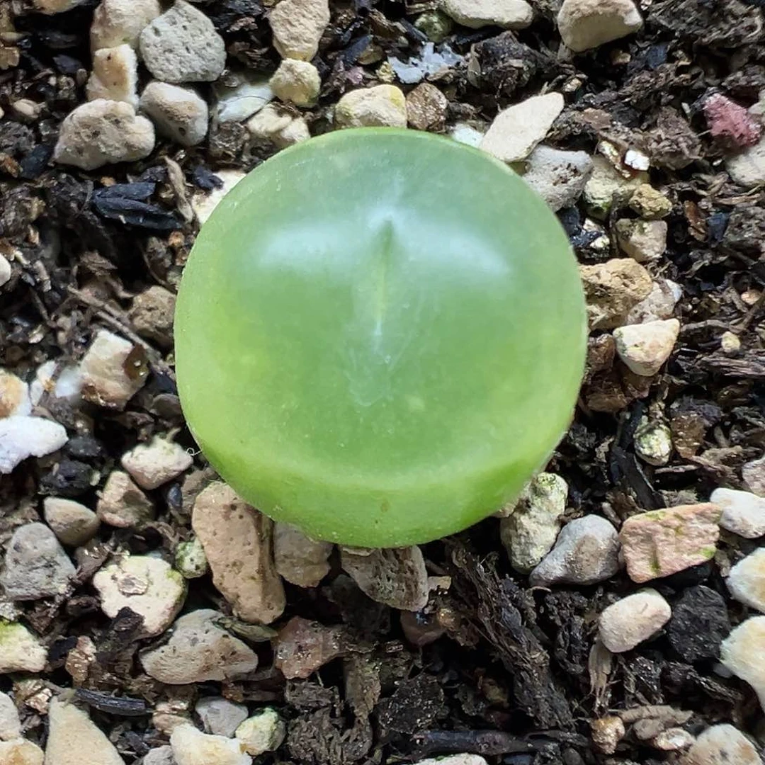 717拉登带盆土发货