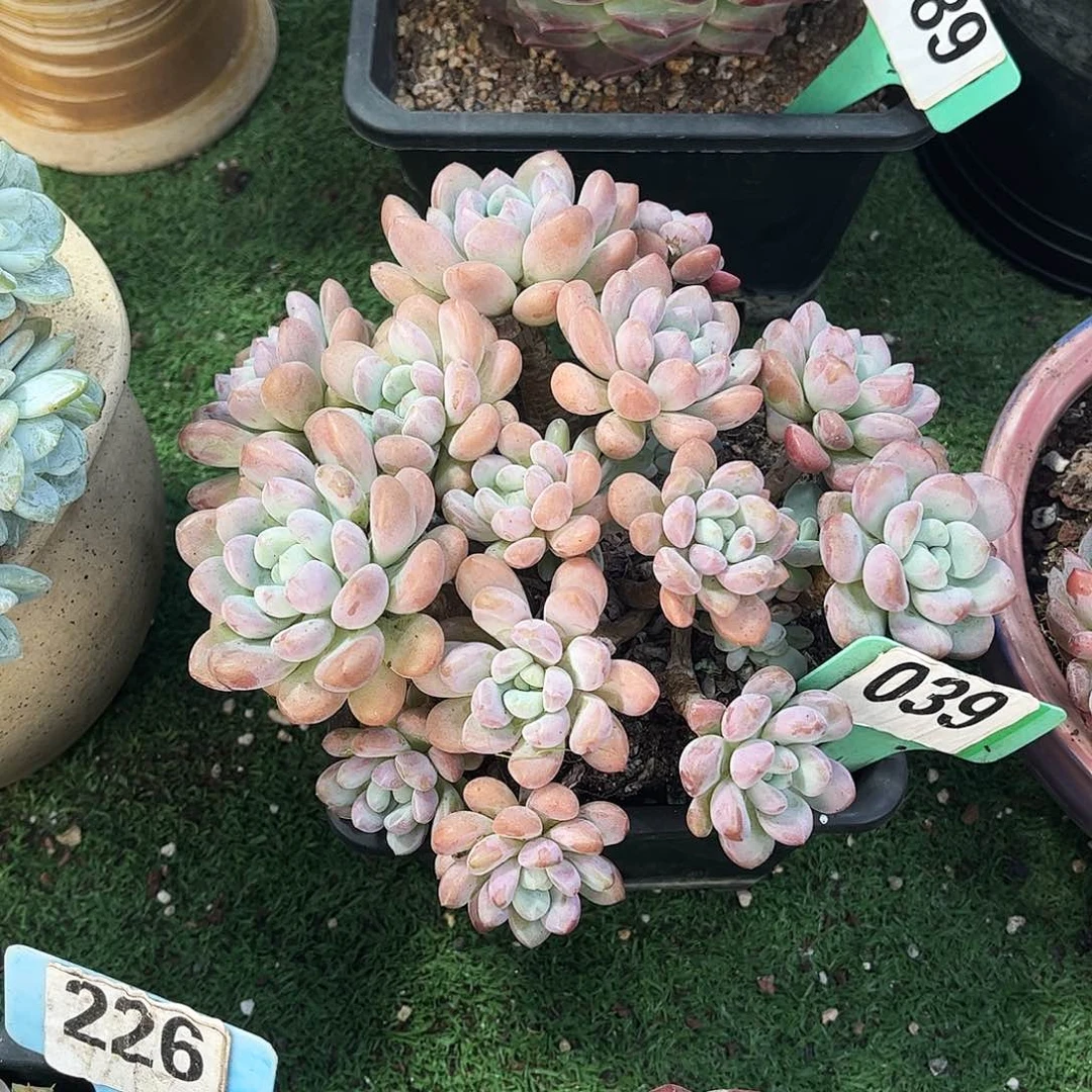 景***乐木堂纯多肉植物保护039