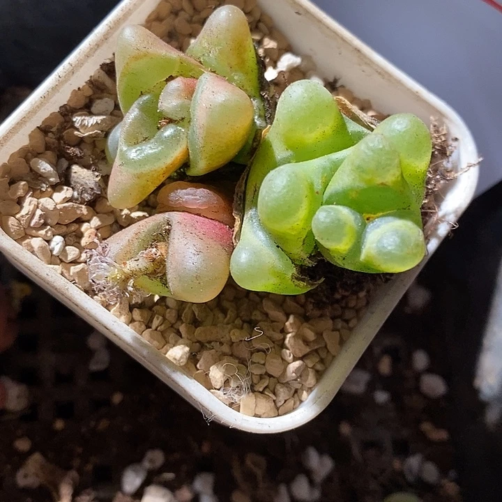 4343。  两颗。 怪。