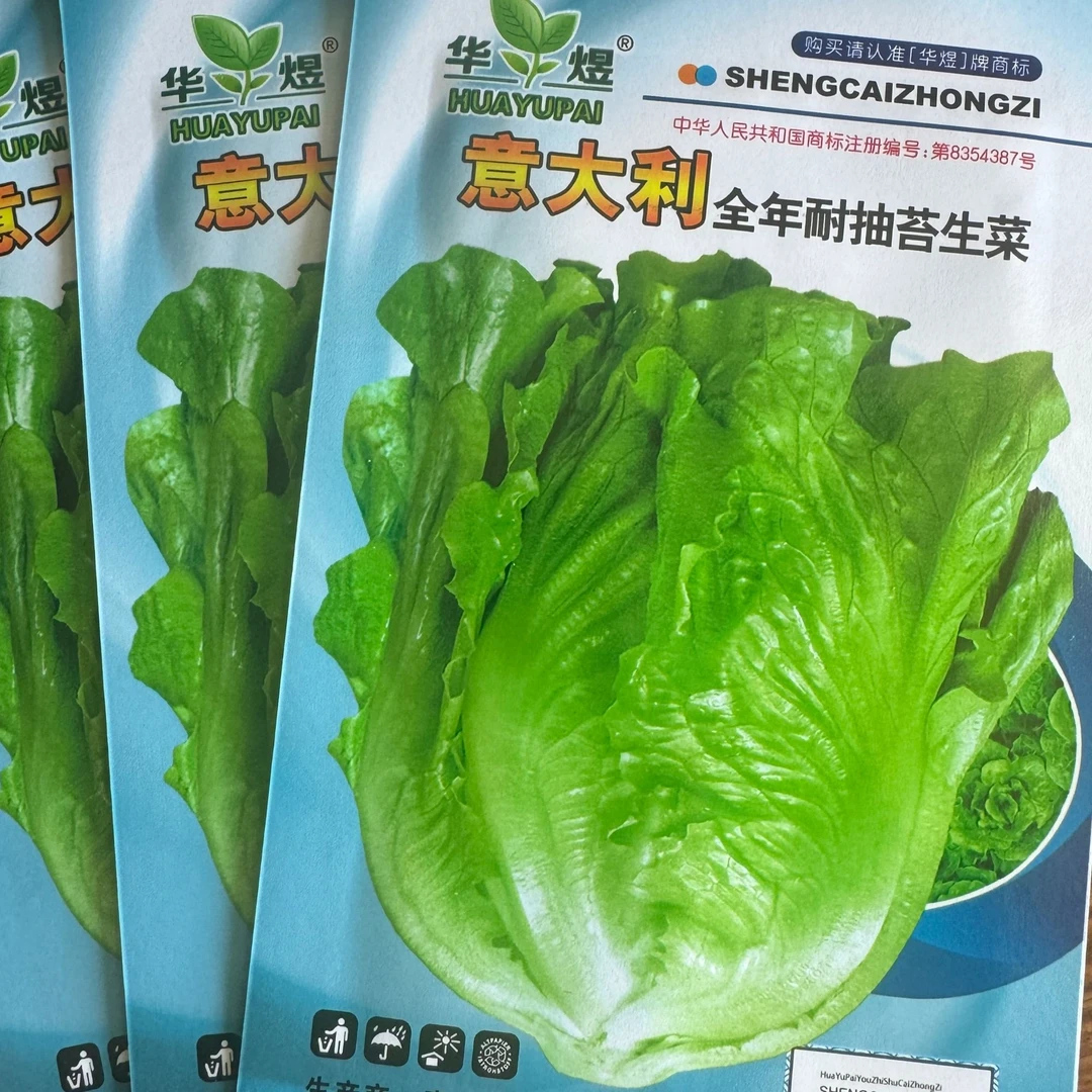 意大利罗马生菜耐热耐抽薹可生吃盆栽工厂直营蔬菜种子（拍2送1）