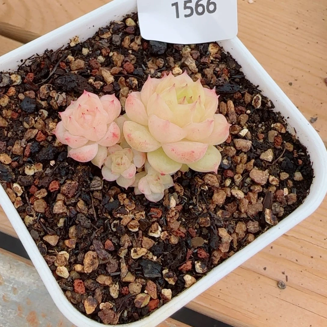 W***.冰云优选，1566多肉植物