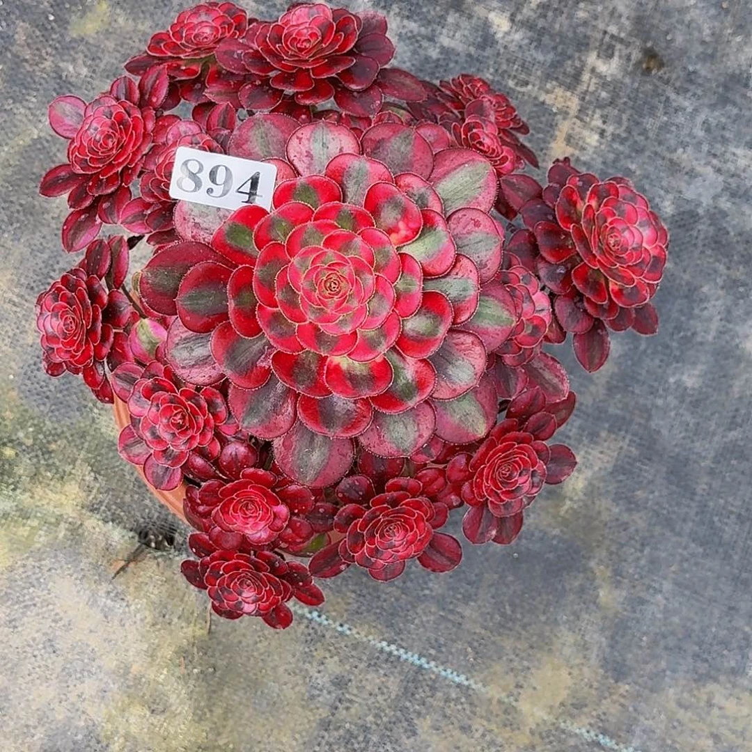 “****894香奈儿半木质桩多肉植物