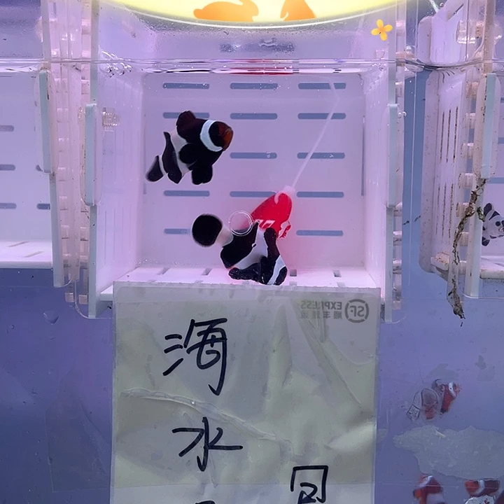 海水鱼精品奥黑一对