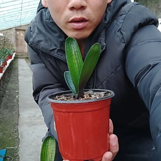 【闪购商品】完全开放