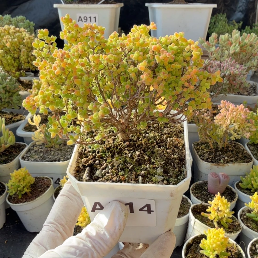 A514蜜橘糖球下播福利