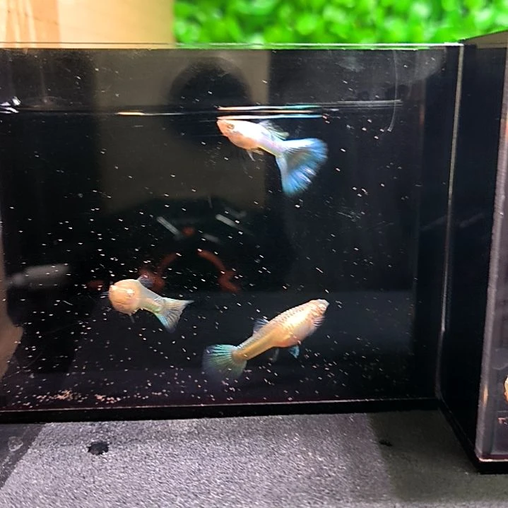 孔雀鱼激光幻彩一公两母带胎满30包邮，不满加10元运费。