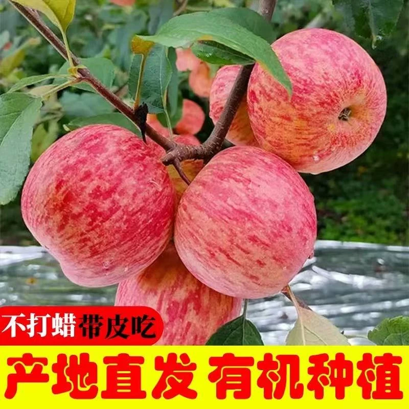 XXX产地直发红富士苹果新鲜当季水果脆甜多汁