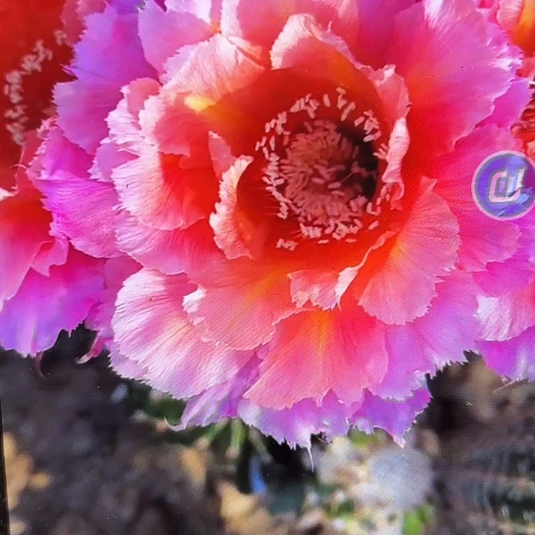 魅羽彩侧牙20包邮25