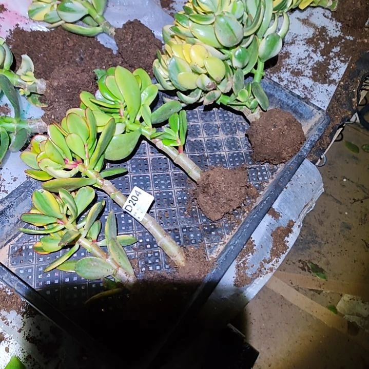 D***L四棵不同品种花月204