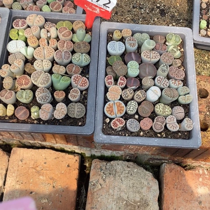 我****说生石花等植物772