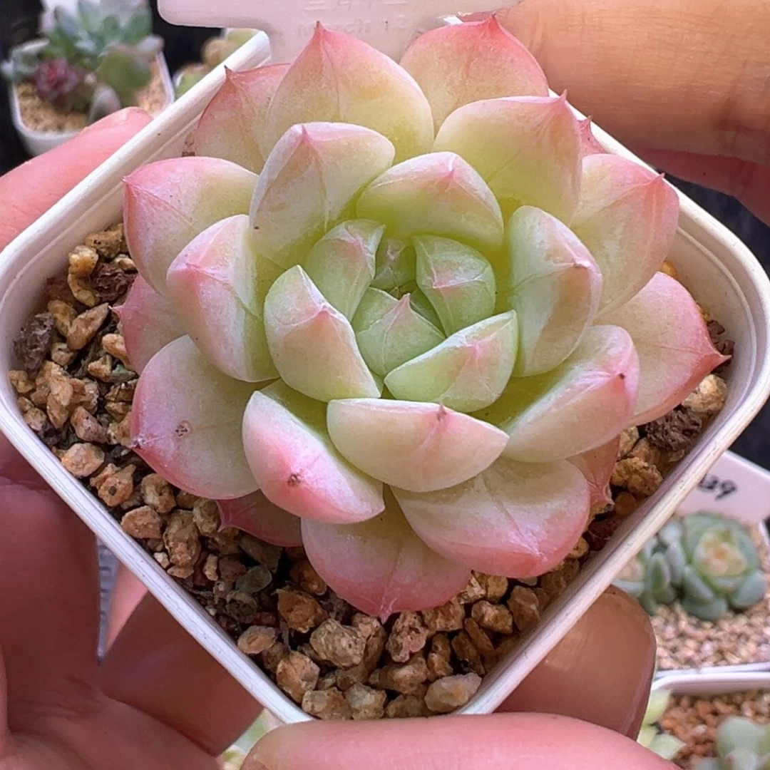 729号美梦晗雨多肉植物