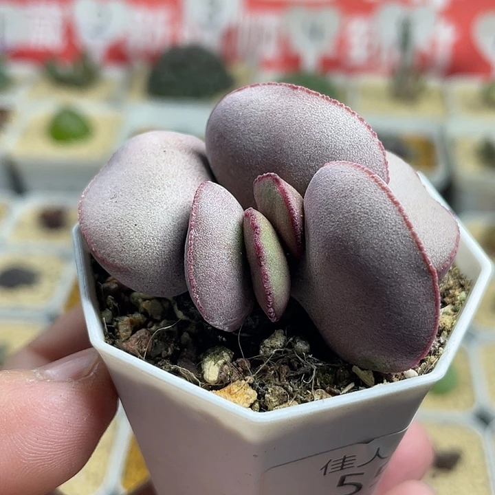 佳人园艺多肉生石花有小红蛋551