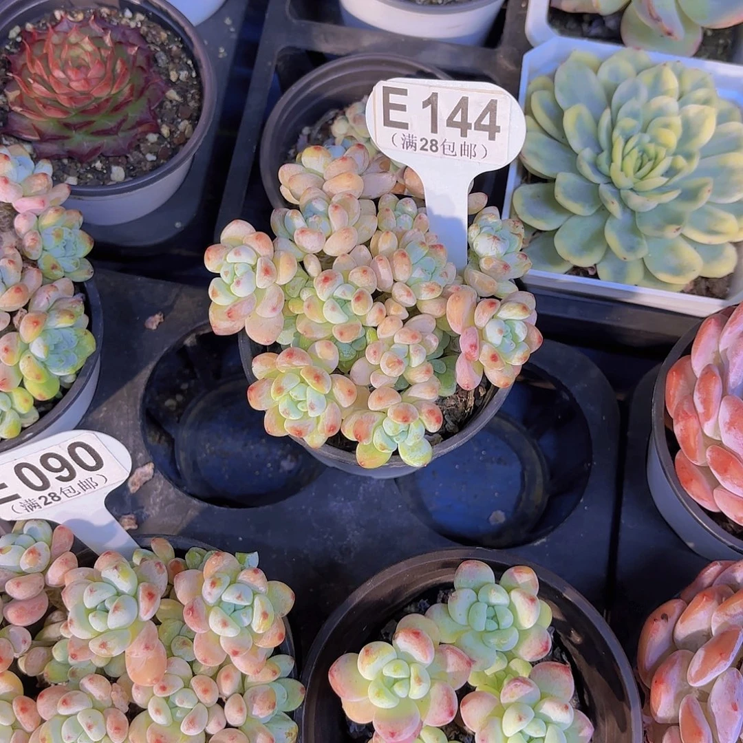 E144罗琦一物一拍