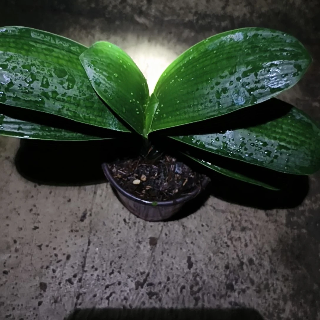 完全开放芦氏雄狮