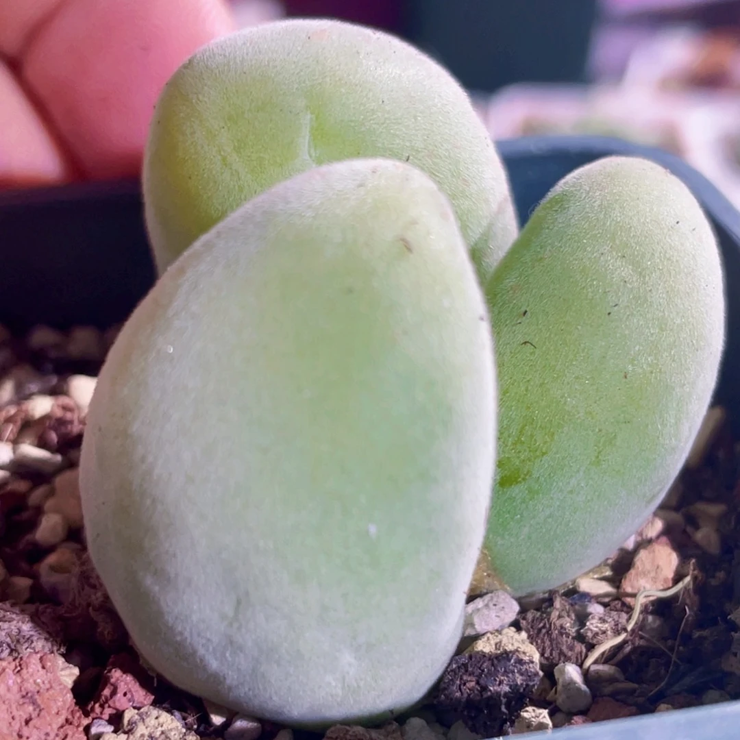 宝辉玉植物一物一拍