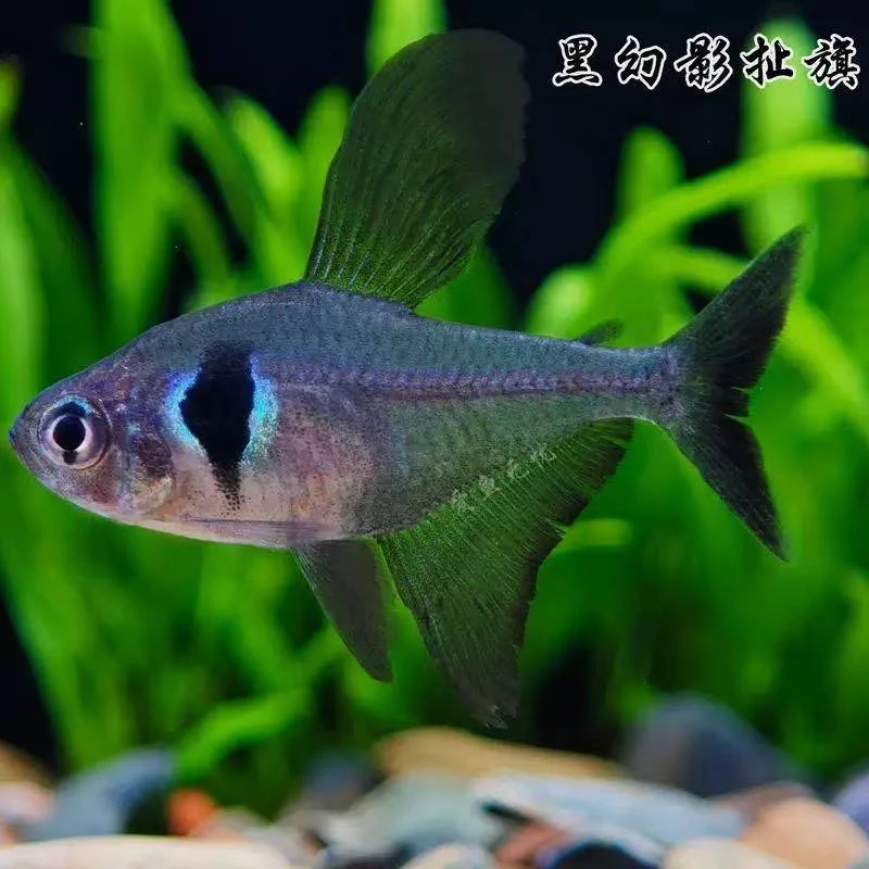 黑幻影扯旗福袋链接勿拍