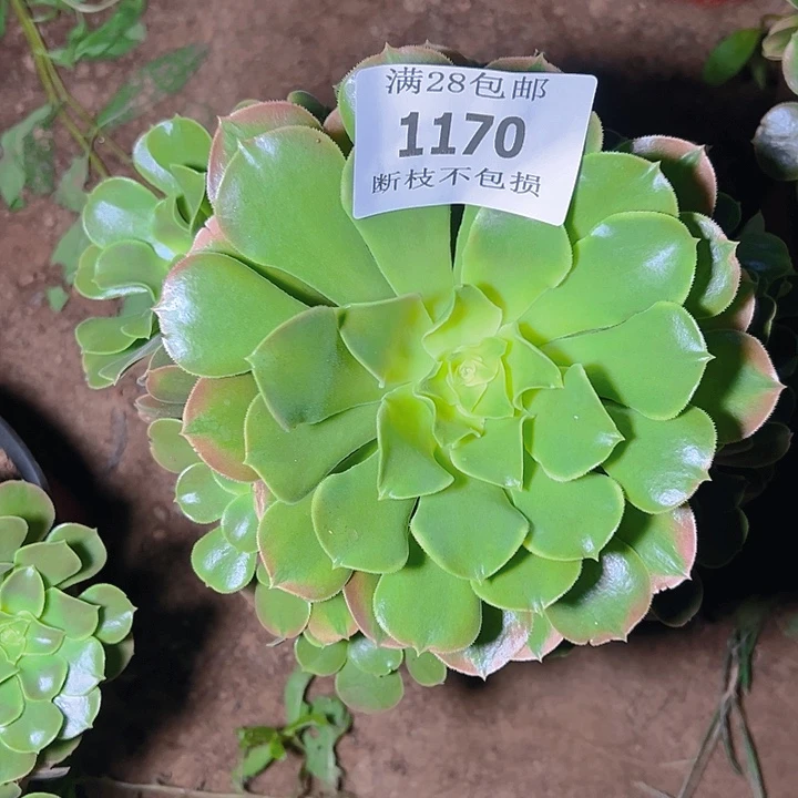 1170香妃多肉植物保护