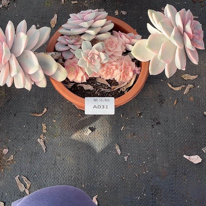 风****紫乐锦Ａ031号一颗一物一拍