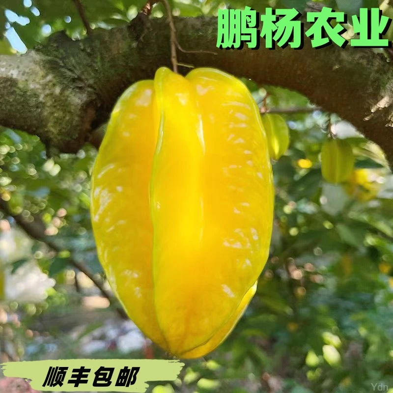 鹏杨甄选顺丰送货上门福建漳州下河甜杨桃树上熟新鲜水果顺丰包邮