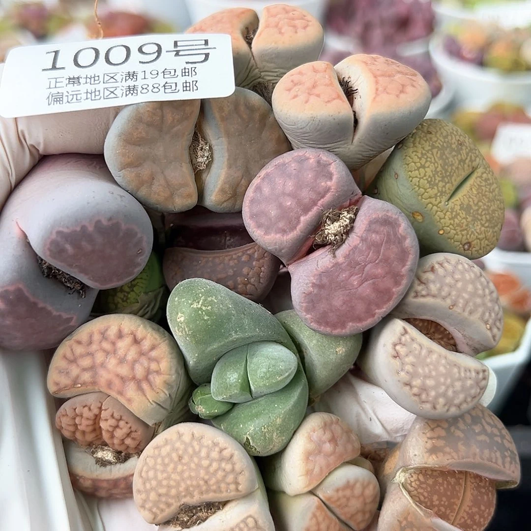好养易活生石花大母本1009共13颗打包出
