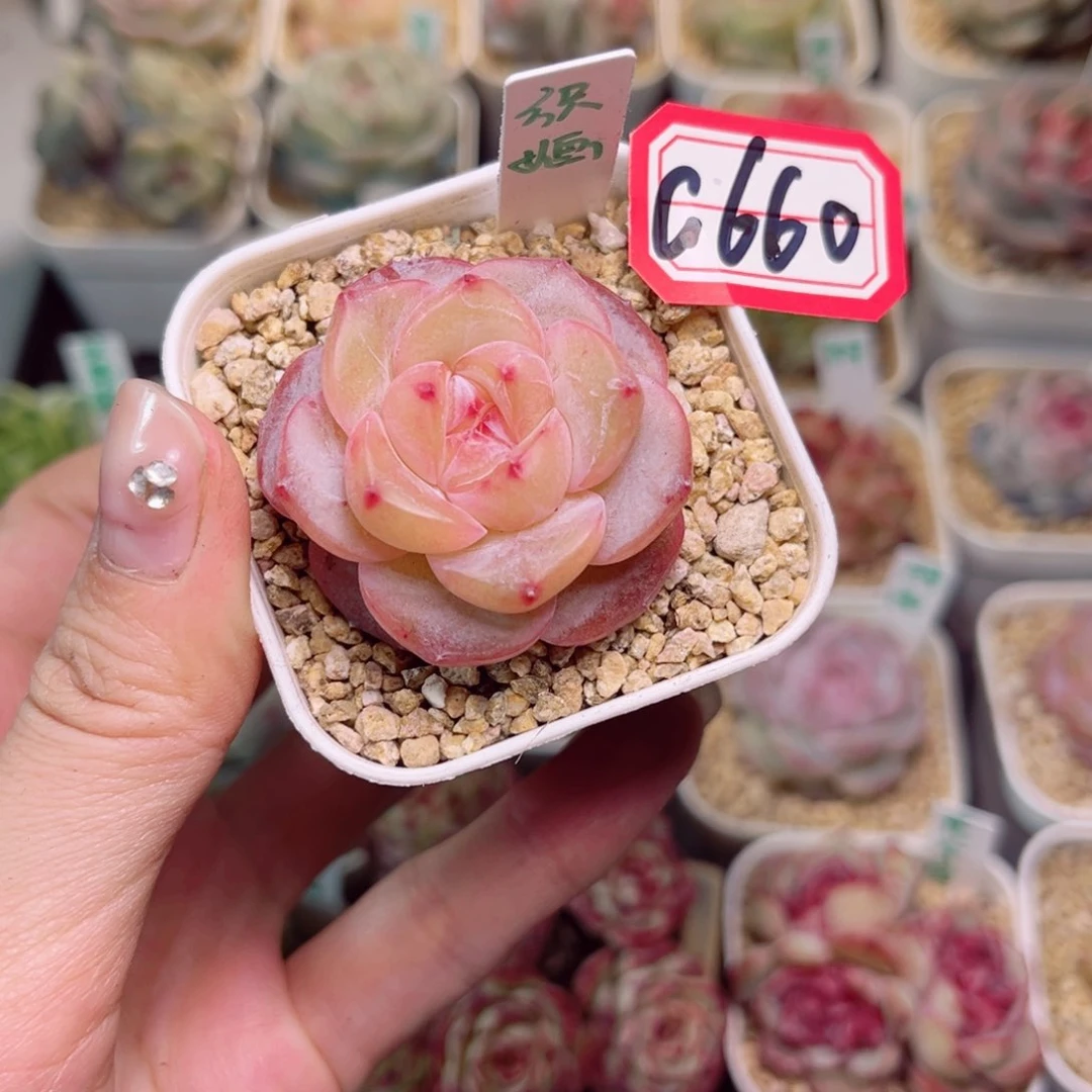 鸦G660 织婳一物一拍