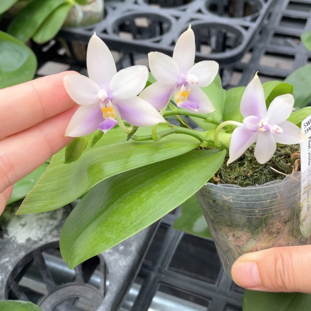 大部分开放少量花苞swr蓝荧光