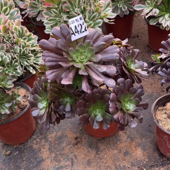 422黑萝莉不包断枝