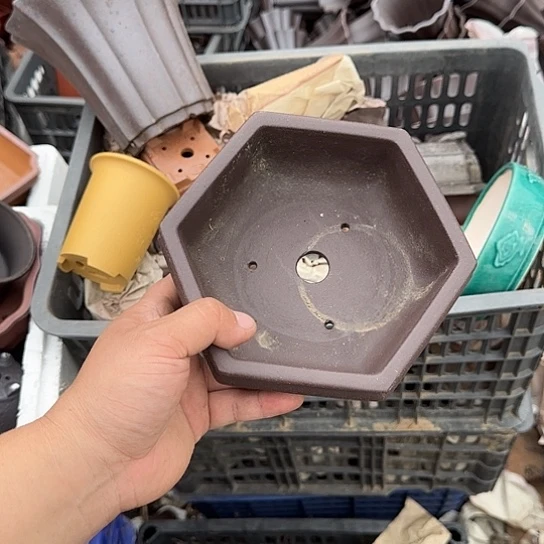 在这里可以看的了的是一片绿色