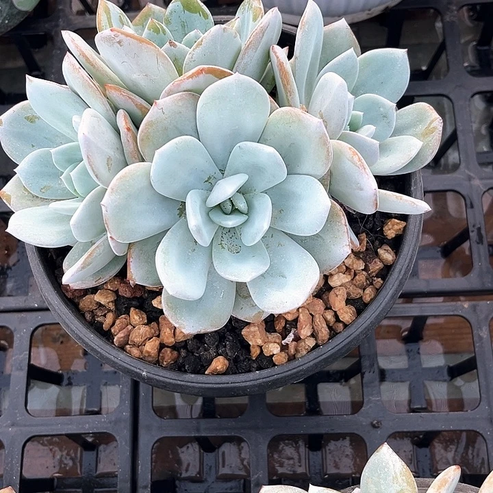 奶茶1号码牌子的话题了