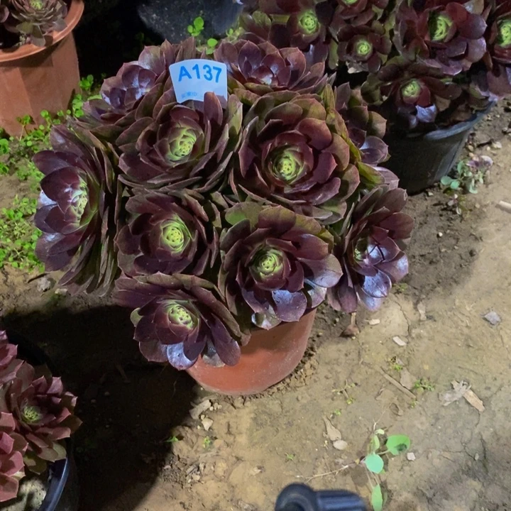 往***ᵉ黑魔137。