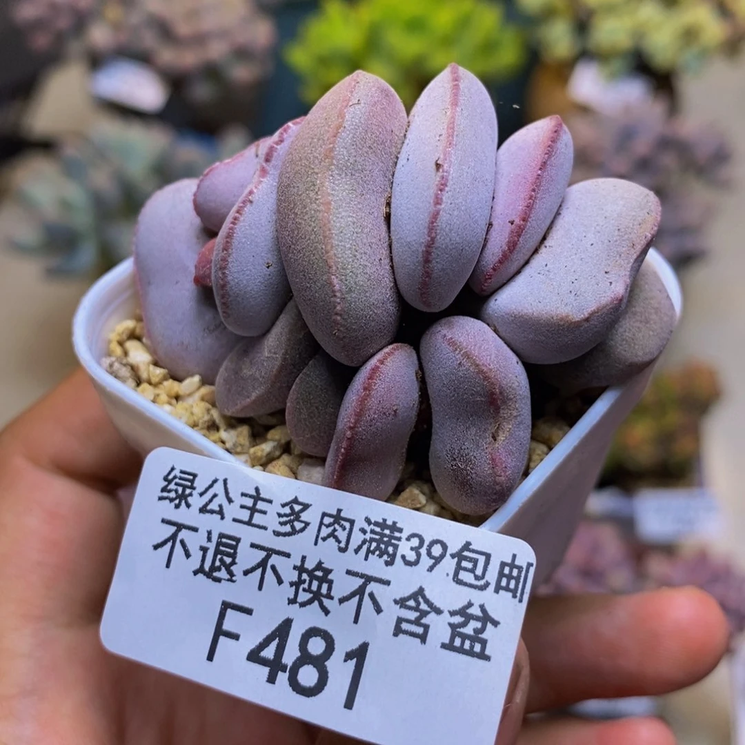 481小红蛋多肉4cm