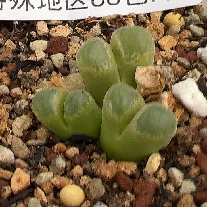 123号特价风铃11111111