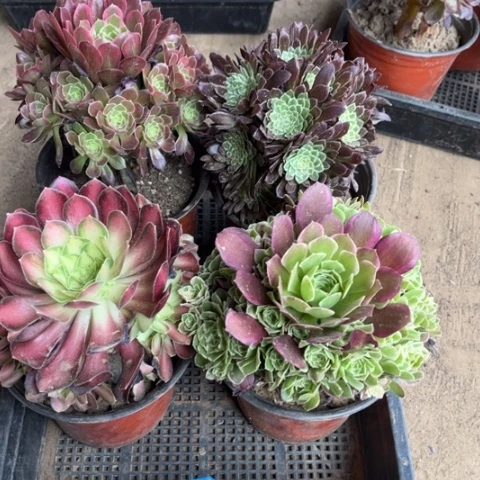 833多肉植物组合