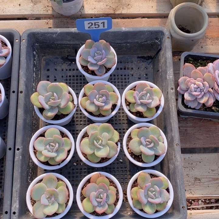 251号韩版奶茶10颗